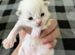 Bicolor Prince 1 - Ragdoll Kitten For Sale - Columbia&comma; MD&comma; US