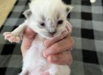 Mitted Prince 3 - Ragdoll Kitten For Sale - Columbia&comma; MD&comma; US