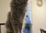 Simba - Maine Coon Kitten For Sale - Feasterville Trevose&comma; PA&comma; US