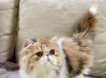 Calico - Persian Kitten For Sale - 