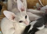 BooBoo - Cornish Rex Kitten For Sale - 