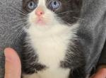 Samuel - Polydactyl Kitten For Sale - 