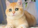 Cynthia - British Shorthair Kitten For Sale - Norwalk&comma; CT&comma; US