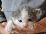 Maximus - Polydactyl Kitten For Sale - 