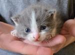 Silas - Polydactyl Kitten For Sale - 