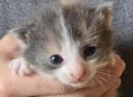 Sunny - Domestic Kitten For Sale - Dover&comma; OH&comma; US