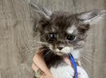 Brooks - Maine Coon Kitten For Sale - Rogersville&comma; MO&comma; US