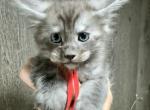 Bud - Maine Coon Kitten For Sale - Rogersville&comma; MO&comma; US