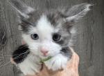 Bentley - Maine Coon Kitten For Sale - Rogersville&comma; MO&comma; US