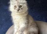 Yum Yum - Maine Coon Kitten For Sale - Hollywood&comma; FL&comma; US