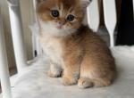 Hazel - Scottish Straight Kitten For Sale - 
