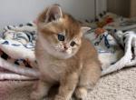 Biscuit - Scottish Straight Kitten For Sale - Fairfax&comma; VA&comma; US