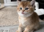 Biscuit - Scottish Straight Kitten For Sale - 