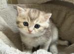 Husky - Scottish Straight Kitten For Sale - 