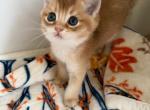 Peanut - Scottish Straight Kitten For Sale - 