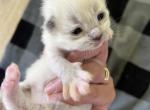 Mitted Prince 2 - Ragdoll Kitten For Sale - Columbia&comma; MD&comma; US