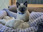 TEDDY - Siamese Kitten For Sale - Philadelphia&comma; PA&comma; US