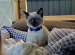 TEDDY - Siamese Kitten For Sale - Morristown&comma; NJ&comma; US