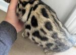 Luxe - Bengal Kitten For Sale - Kokomo&comma; IN&comma; US