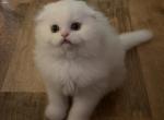 Mrs Violet - Scottish Fold Kitten For Sale - Rio Vista&comma; CA&comma; US