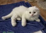 Mr Green - Scottish Fold Kitten For Sale - Rio Vista&comma; CA&comma; US