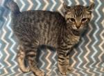 Highlander kity3d - Highlander Kitten For Sale - Goshen&comma; AL&comma; US