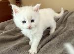 Maine Coon CFA registered male - Maine Coon Kitten For Sale - Marshalltown&comma; IA&comma; US