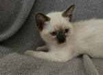 Beckett - Ragdoll Kitten For Sale - Overland Park&comma; KS&comma; US