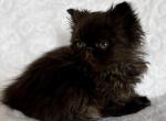 Female kitten - Exotic Kitten For Sale - Sheridan&comma; MI&comma; US