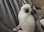 Luciana - Ragdoll Kitten For Sale - Overland Park&comma; KS&comma; US