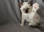 Luciana - Ragdoll Kitten For Sale - Overland Park&comma; KS&comma; US
