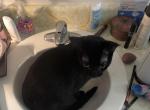 Ms Kitty - Domestic Cat For Adoption - Tallahassee&comma; FL&comma; US
