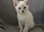 Peyton - Ragdoll Kitten For Sale - Overland Park&comma; KS&comma; US
