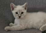 Peyton - Ragdoll Kitten For Sale - Overland Park&comma; KS&comma; US