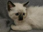 Jade - Ragdoll Kitten For Sale - Overland Park&comma; KS&comma; US