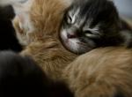 Bagel Litter - Maine Coon Kitten For Sale - 
