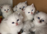 Silver - Ragdoll Kitten For Sale - Dearborn&comma; MI&comma; US