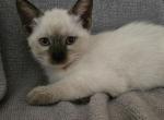 Juniper - Ragdoll Kitten For Sale - Overland Park&comma; KS&comma; US