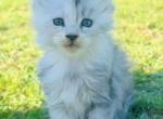 Sunshine - Maine Coon Kitten For Sale - 