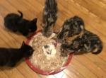 Little tigers - Bengal Kitten For Sale - Nottingham&comma; MD&comma; US