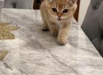 Zain - British Shorthair Kitten For Sale - Clifton&comma; NJ&comma; US
