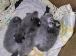 Moons little cutie pies - Domestic Kitten For Sale - MD&comma; US