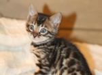 Bengal females - Bengal Kitten For Sale - Jefferson&comma; TX&comma; US
