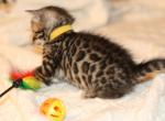 Bengal females - Bengal Kitten For Sale - 