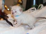 Snows - Bengal Kitten For Sale - Jefferson&comma; TX&comma; US