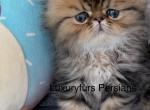 Tiger - Persian Kitten For Sale - 