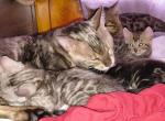 meow the time - Bengal Kitten For Sale - Charleston&comma; WV&comma; US
