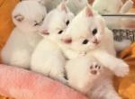 Flkitten1 3 white - British Shorthair Kitten For Sale - 