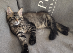 Clara Chia and Piques Kittens - Maine Coon Kitten For Sale - Wrentham&comma; MA&comma; US