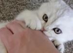 Luna - British Shorthair Kitten For Sale - 